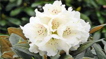 Rhododendron Honigduftftujtj.jpg