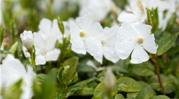 Vinca minor, weiß (GS656863.jpg)