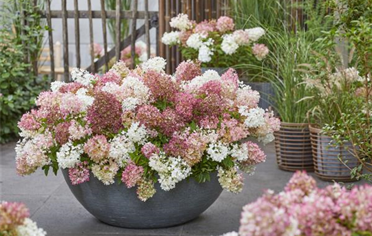 Hydrangea Groundbreaker (23).jpg